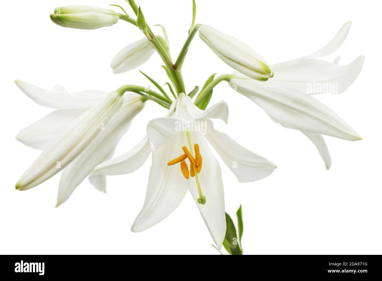Fiore bianco di giglio, isolato su sfondo bianco Foto Stock