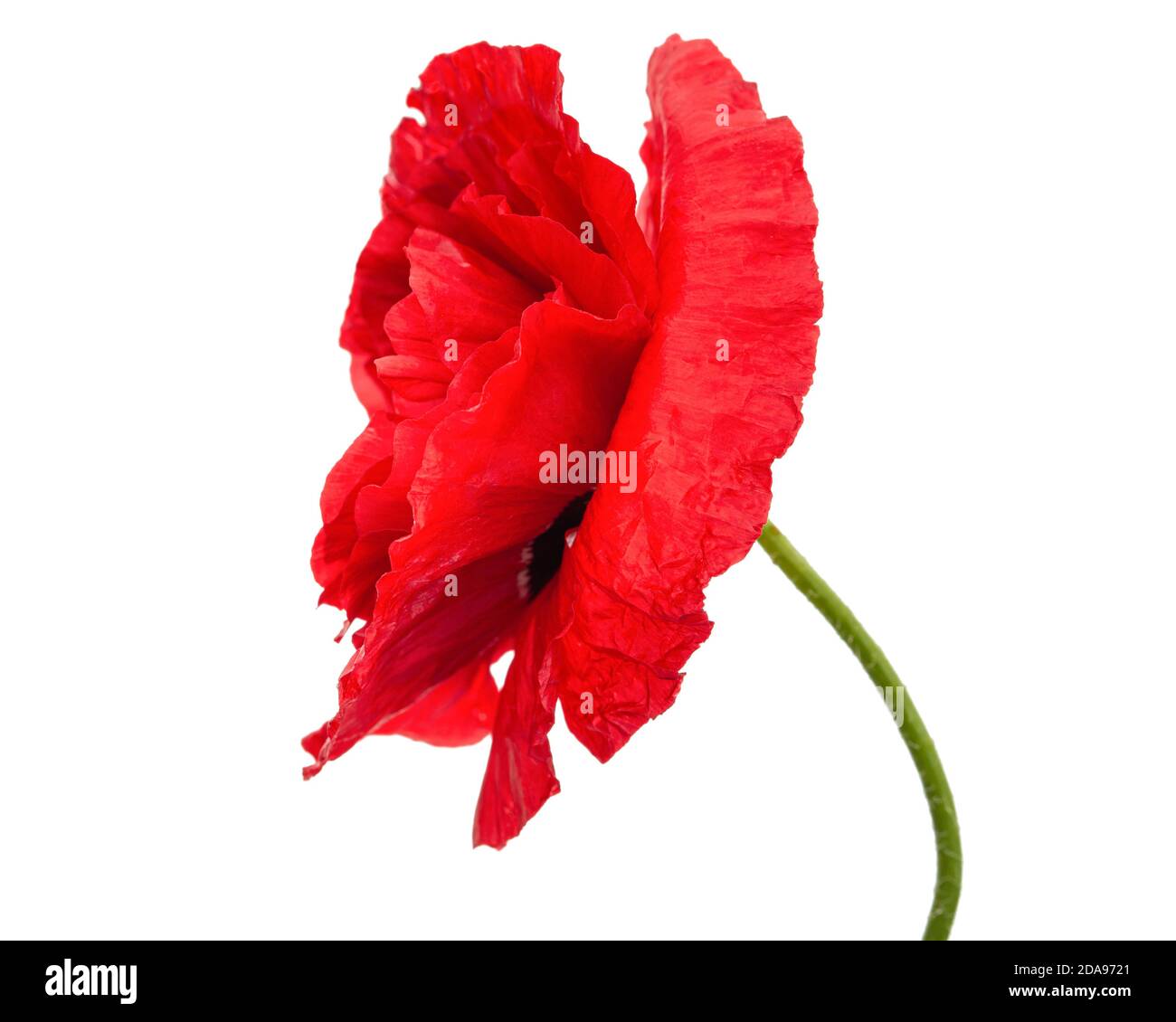 Fiore rosso di papavero, lat. Papaver, isolato su sfondo bianco Foto Stock