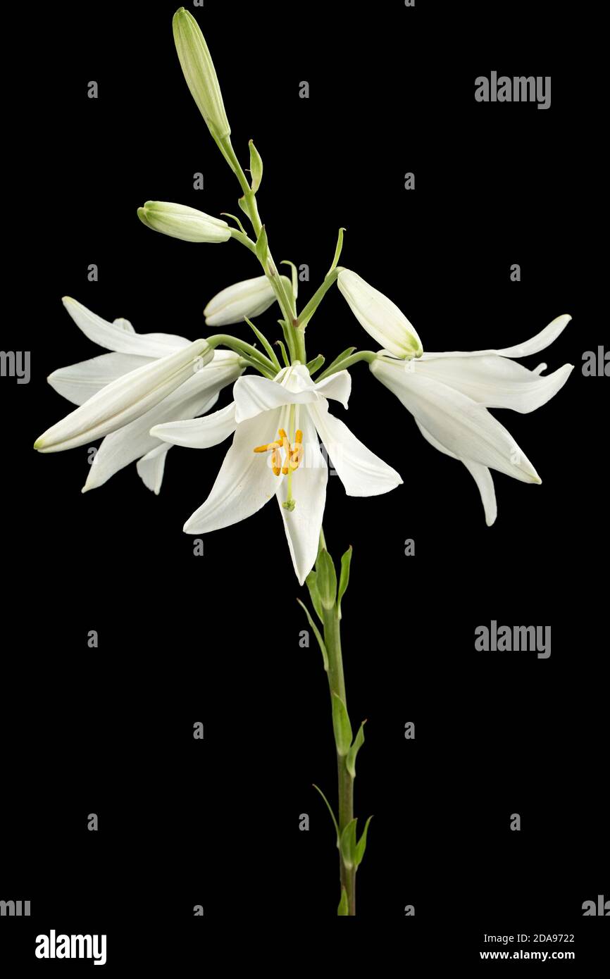Fiore bianco di giglio, isolato su sfondo nero Foto Stock