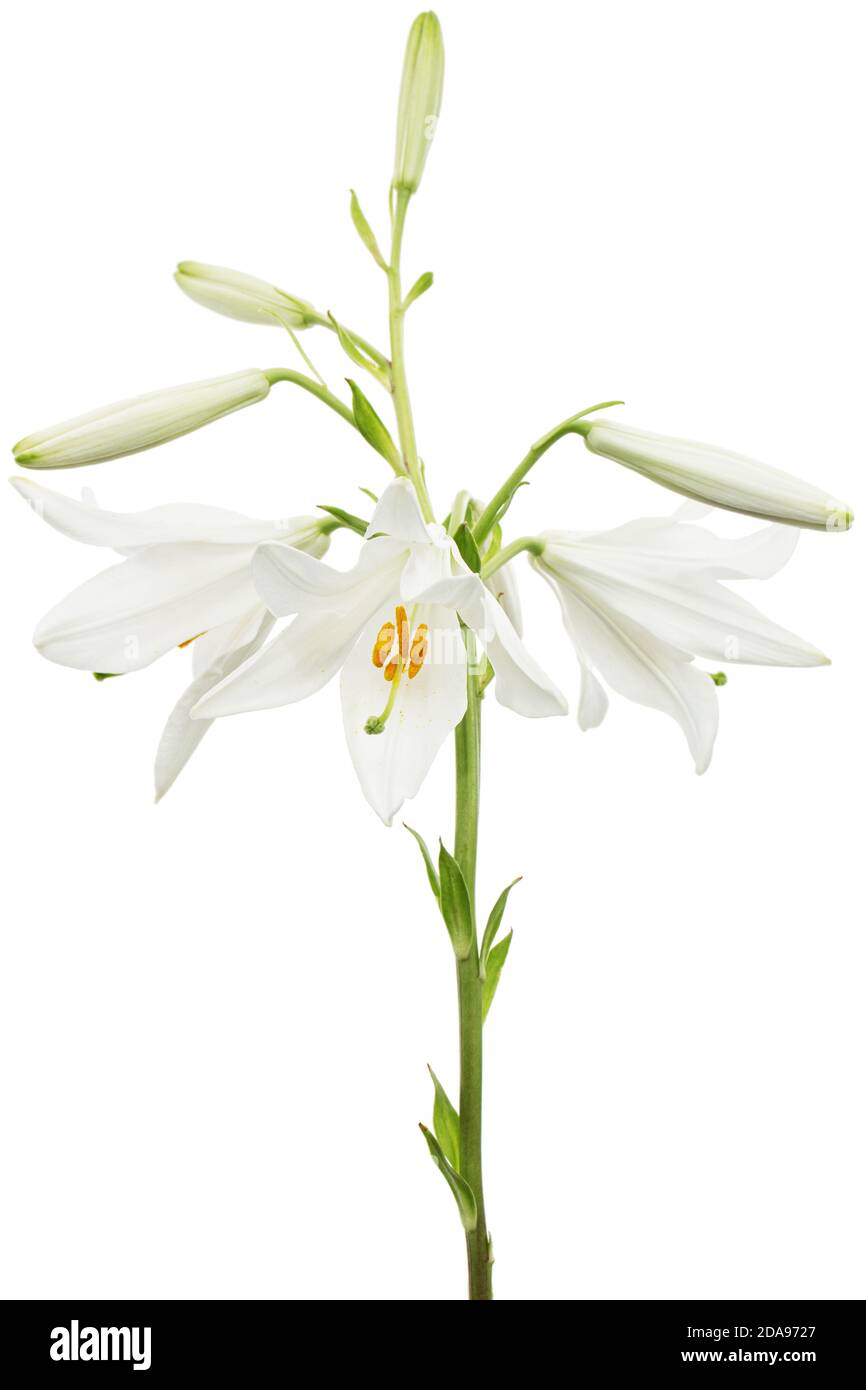 Fiore bianco di giglio, isolato su sfondo bianco Foto Stock
