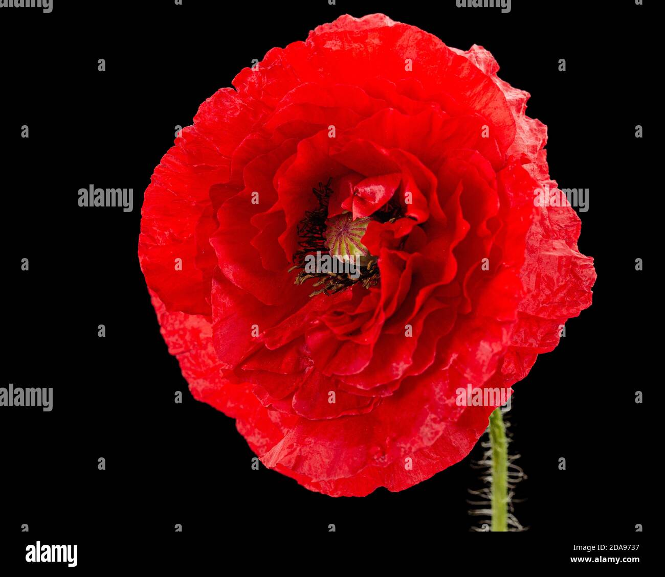 Fiore rosso di papavero, lat. Papaver, isolato su sfondo nero Foto Stock