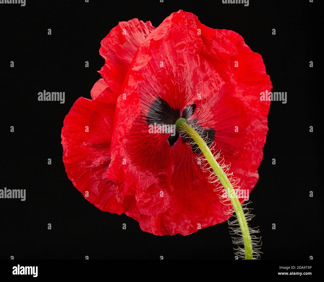 Fiore rosso di papavero, lat. Papaver, isolato su sfondo nero Foto Stock
