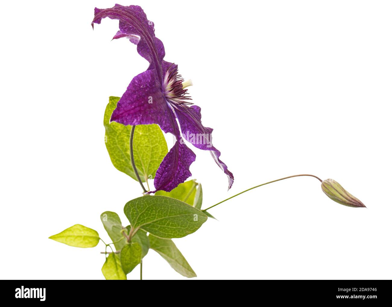Viola la clematide fiore, isolati su sfondo bianco Foto Stock