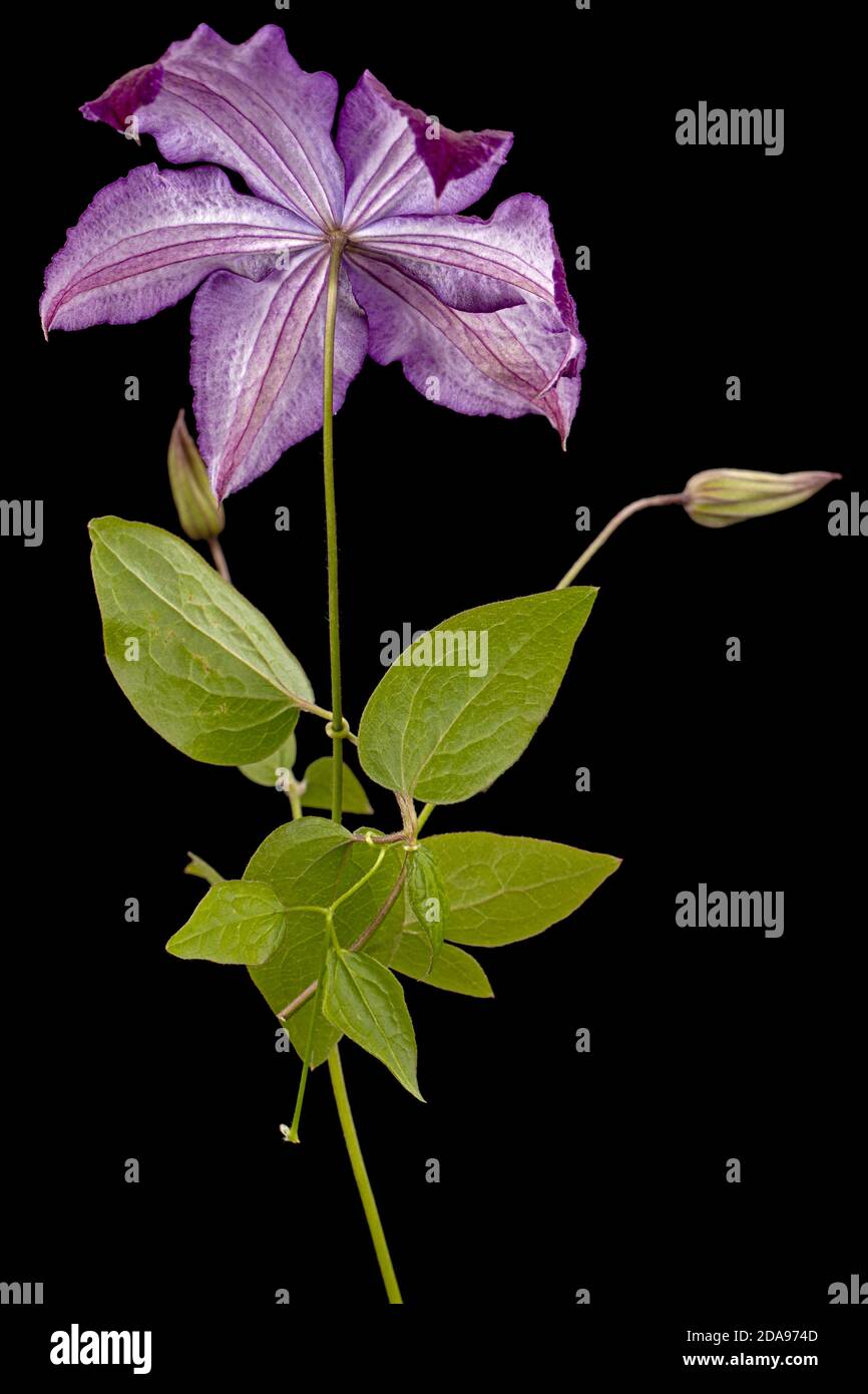 Fiore porpora clematis, isolato su sfondo nero Foto Stock