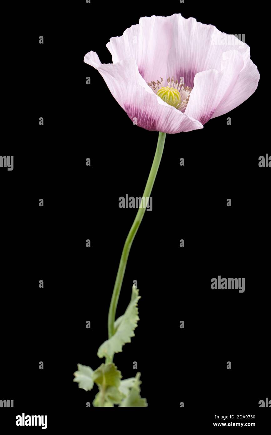 Fiore di papavero viola chiaro, isolato su sfondo nero Foto Stock