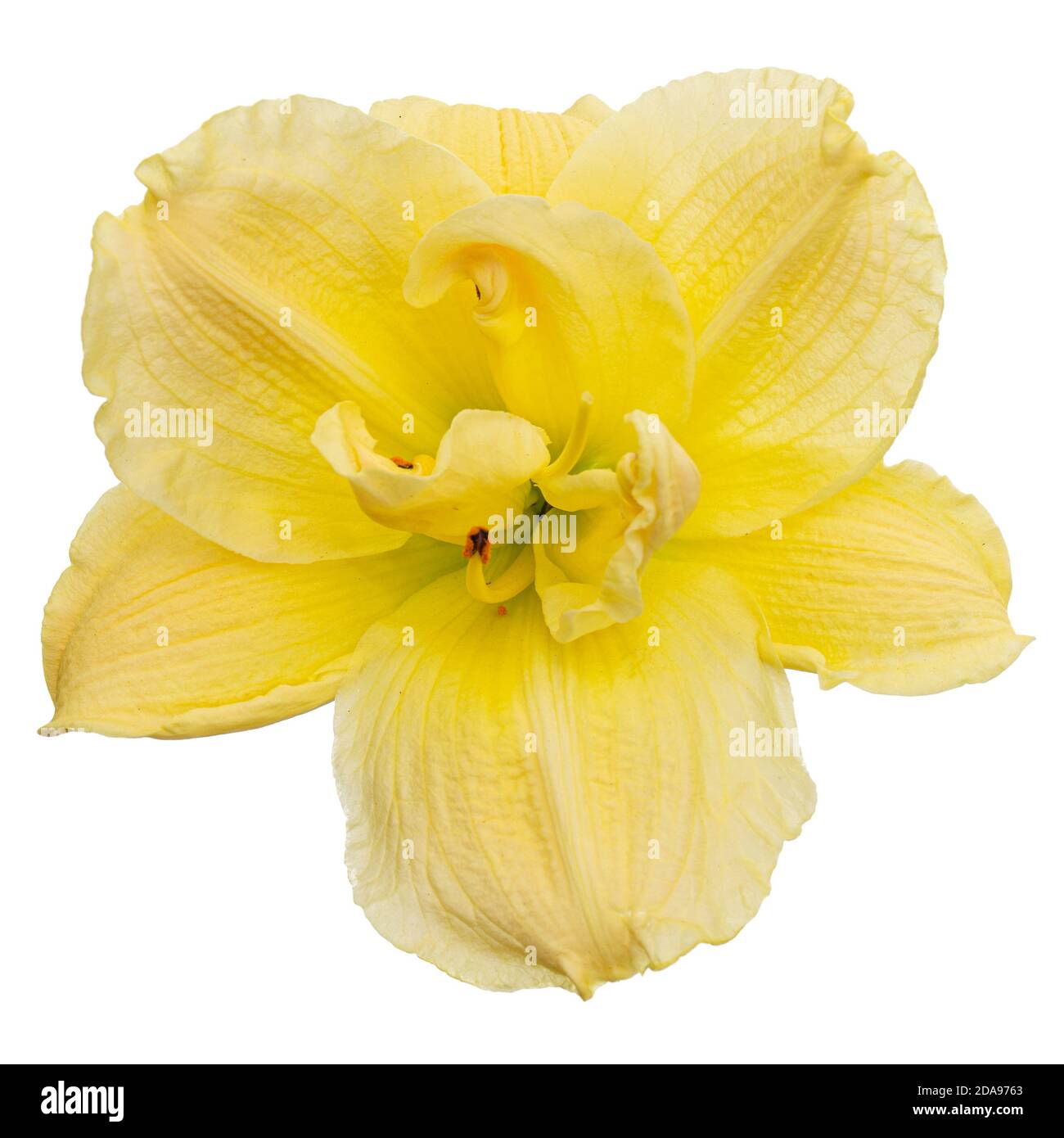 Fiore giallo di giglio di giorno, fiore di giglio, isolato su sfondo bianco Foto Stock