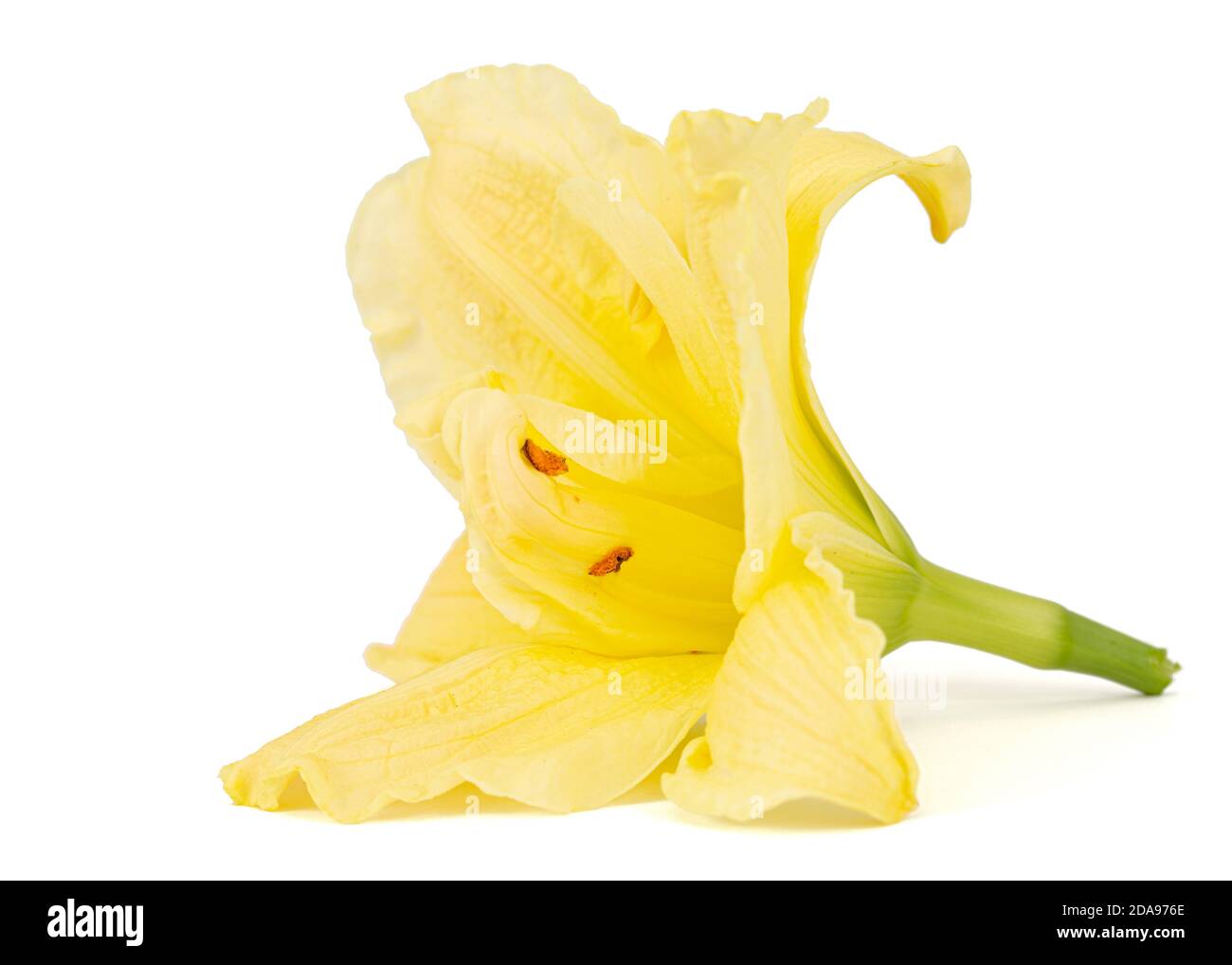 Fiore giallo di giglio di giorno, fiore di giglio, isolato su sfondo bianco Foto Stock