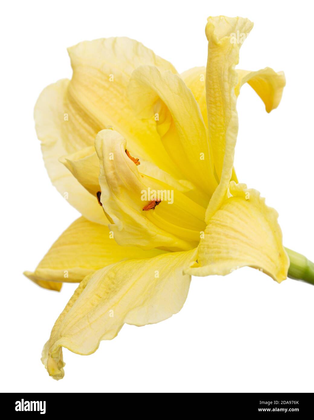 Fiore giallo di giglio di giorno, fiore di giglio, isolato su sfondo bianco Foto Stock