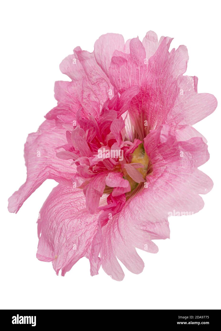 Fiore rosa di mallow, isolato su sfondo bianco Foto Stock