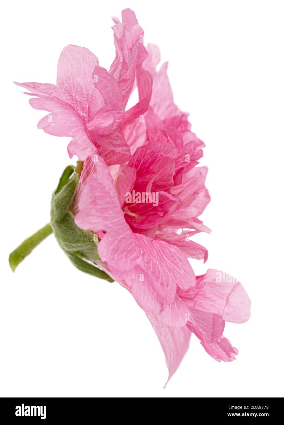 Fiore rosa di mallow, isolato su sfondo bianco Foto Stock