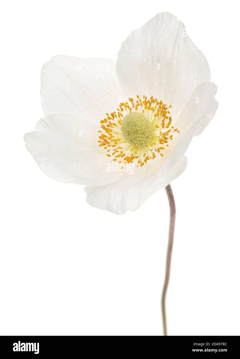 Fiore bianco di anemone, isolati su sfondo bianco Foto Stock