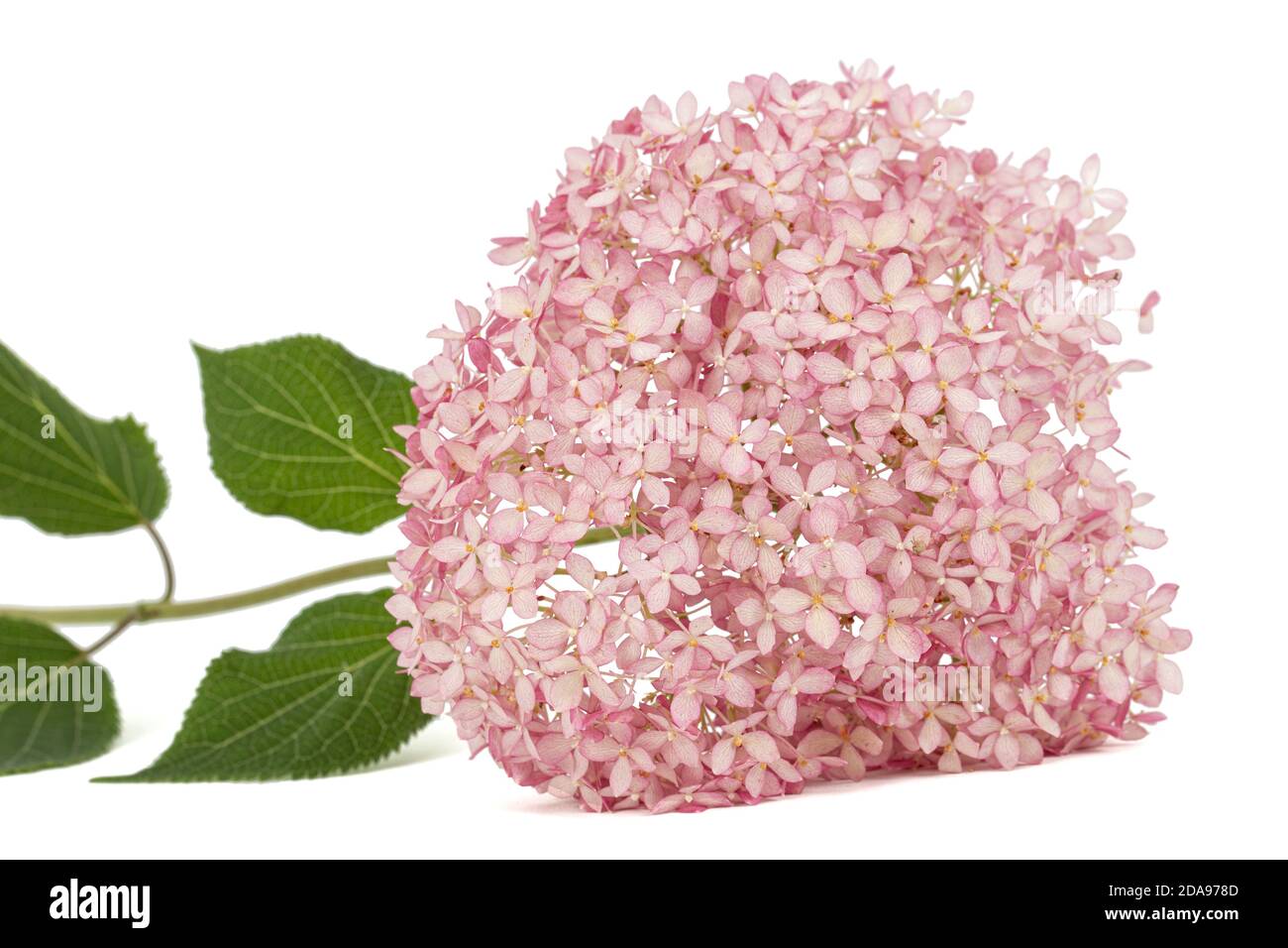 Infiorescenza dei fiori rosa di hydrangea primo piano, isolato su sfondo bianco Foto Stock