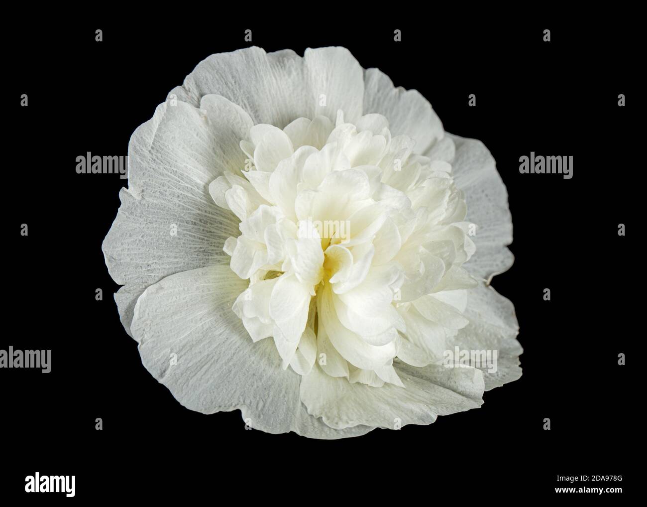 Fiore bianco di mallow, isolato su sfondo nero Foto Stock