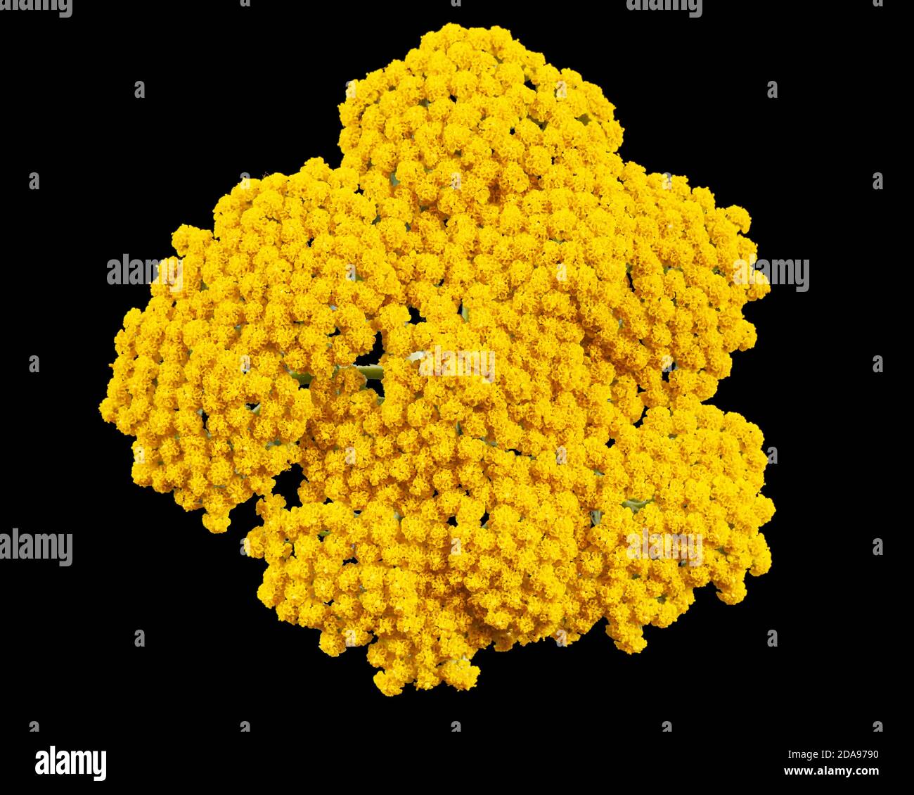 Fiori gialli di yarrow, lat. Achillea millefolium, isolato su sfondo nero Foto Stock