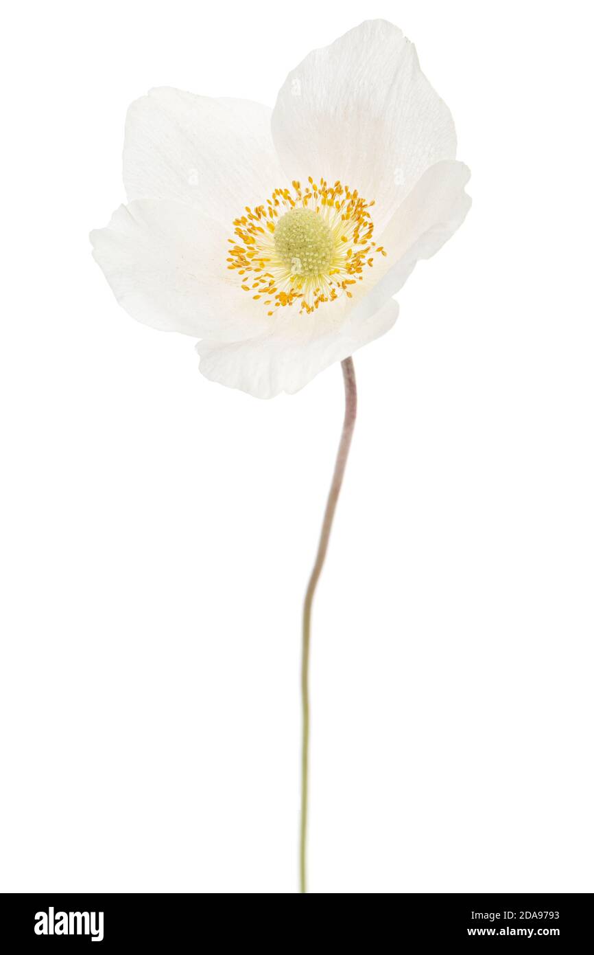 Fiore bianco di anemone, isolati su sfondo bianco Foto Stock