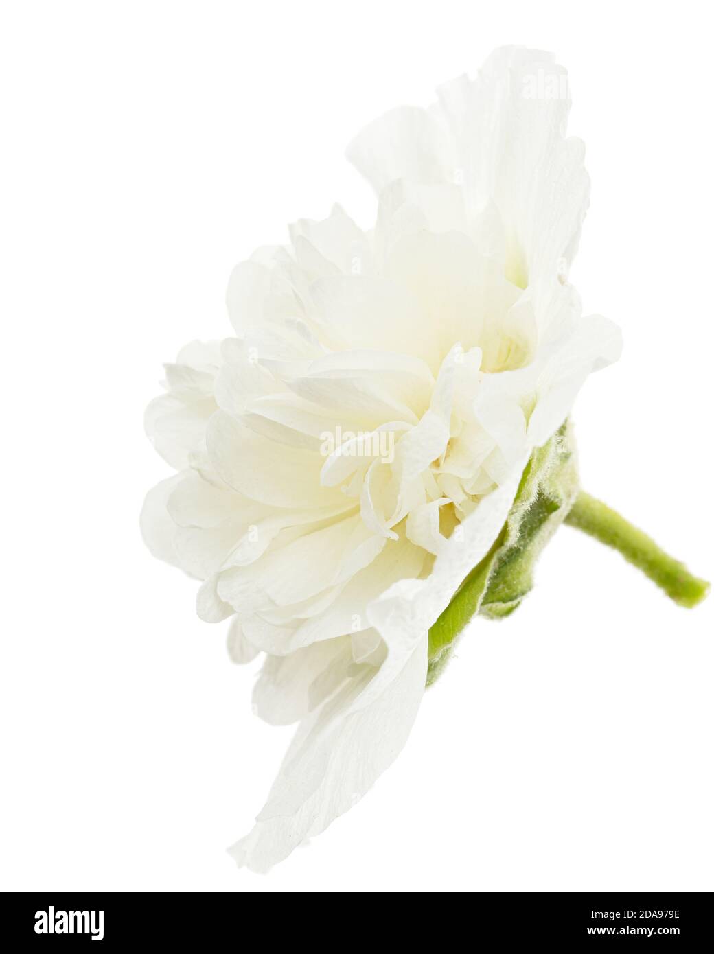 Fiore bianco di mallow, isolato su sfondo bianco Foto Stock