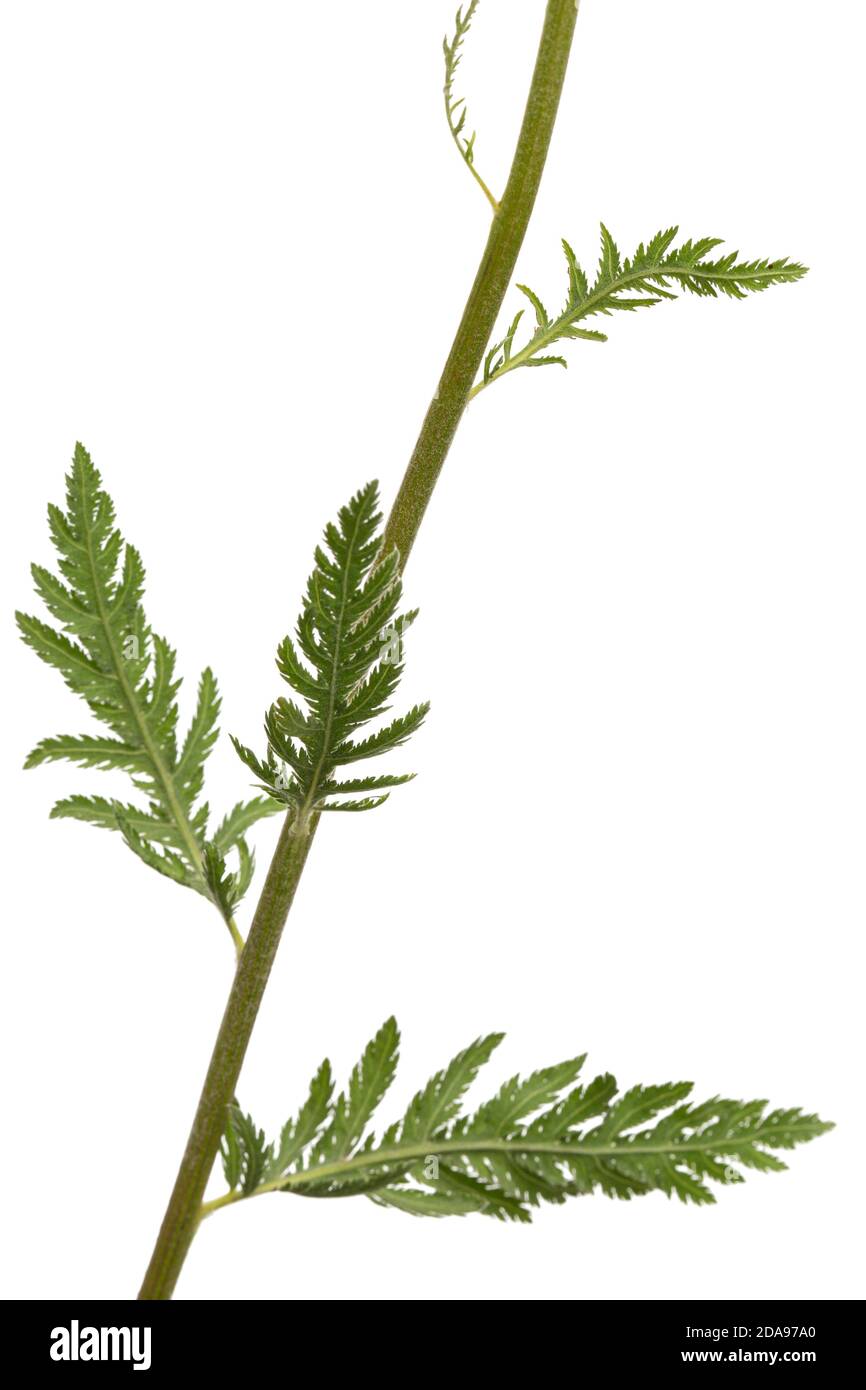 Foglie verdi di yarrow, lat. Achillea millefolium, isolato su sfondo bianco Foto Stock