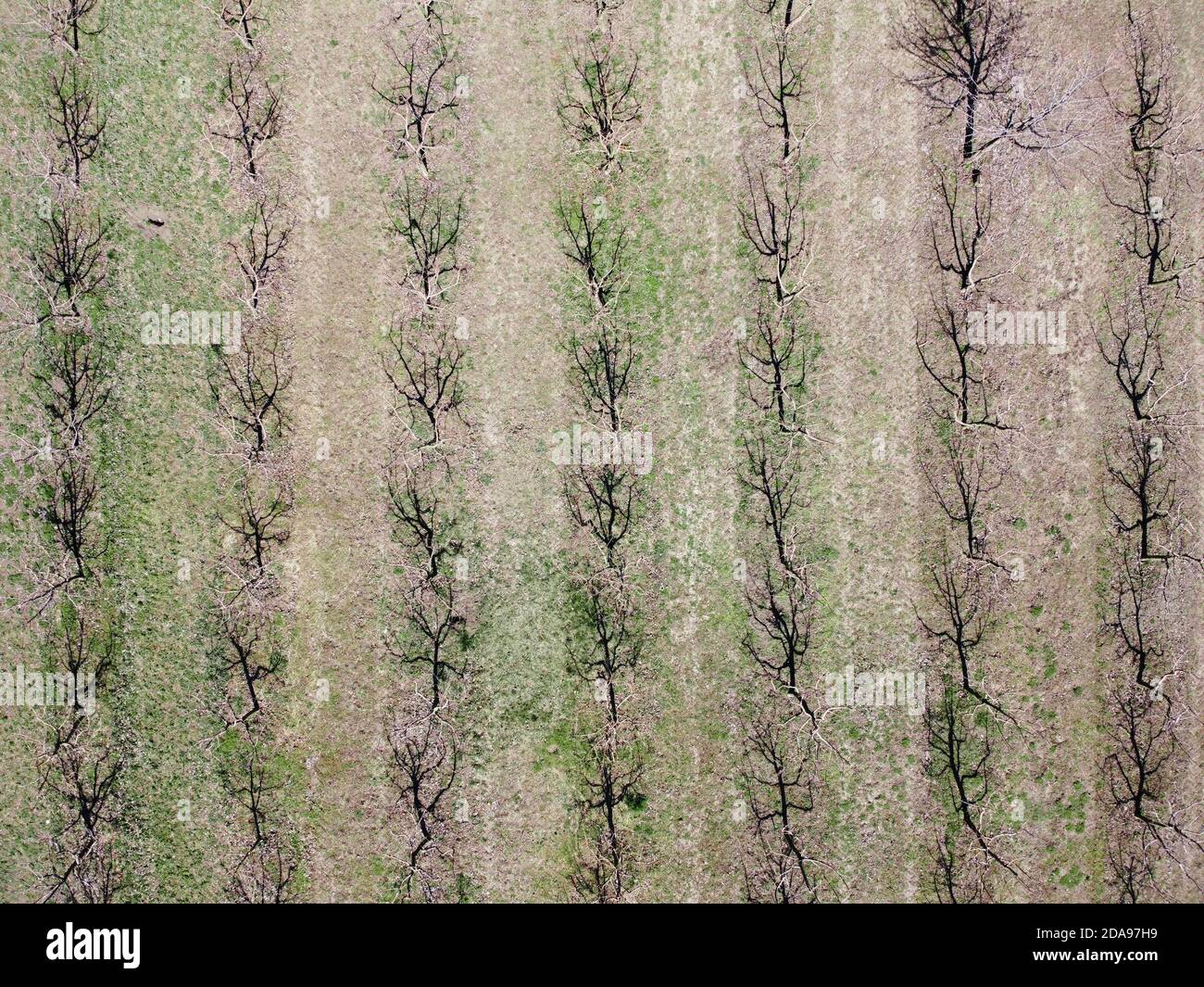 Astrazione naturale, giardino senza foglie in primavera, risveglio della natura, vista aerea degli alberi di mela. Foto Stock