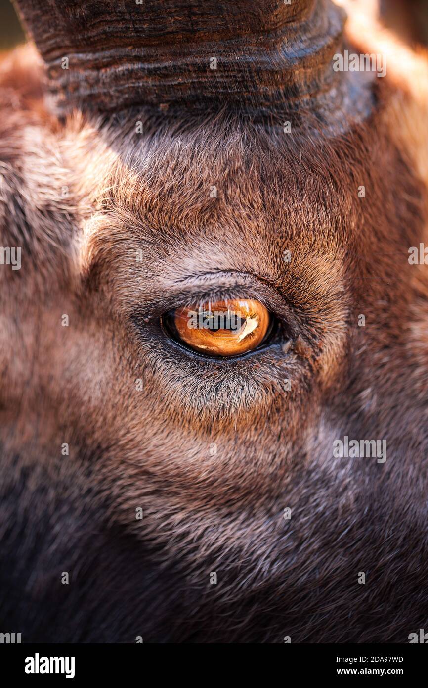 Pupilla di capra immagini e fotografie stock ad alta risoluzione - Alamy