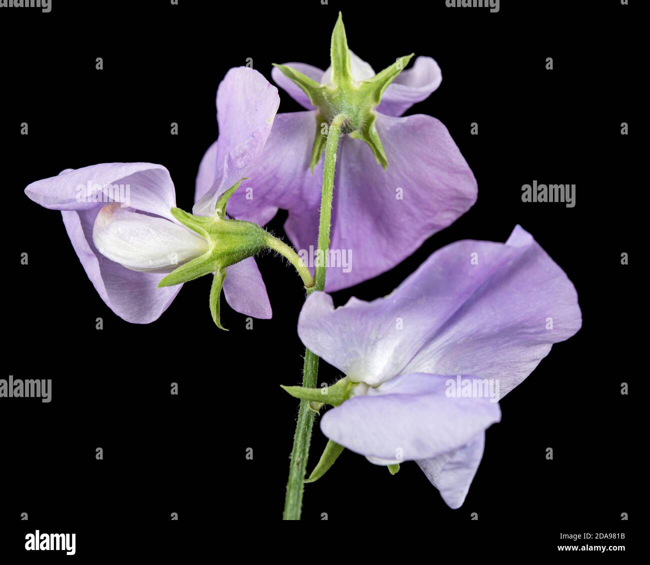 Fiori di piselli dolci, isolati su sfondo nero Foto Stock