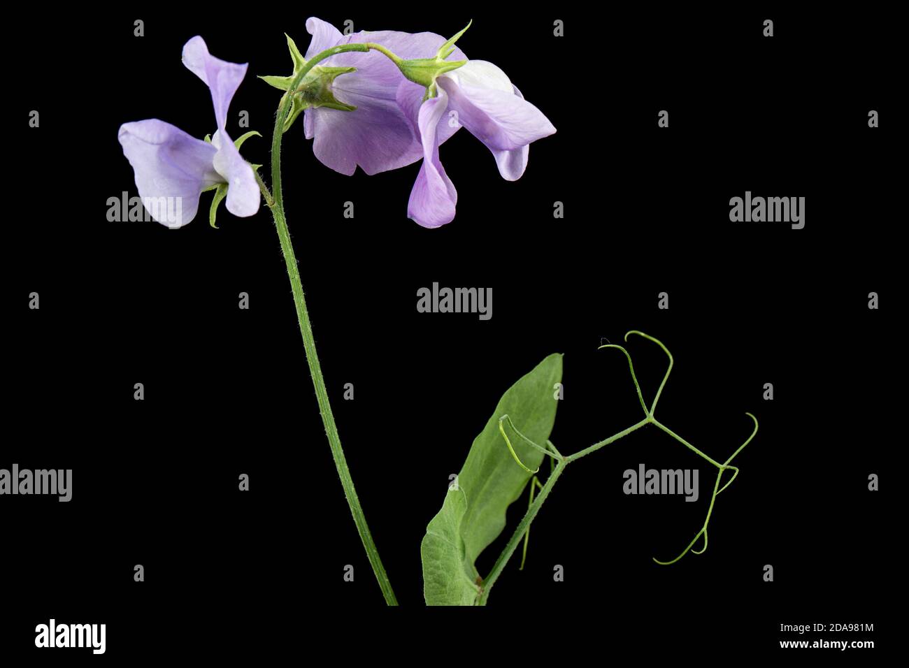 Fiori di piselli dolci, isolati su sfondo nero Foto Stock