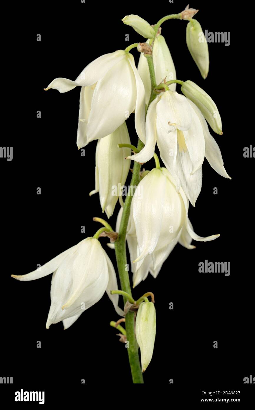 Fiori bianchi di yucca, isolati su sfondo nero Foto Stock