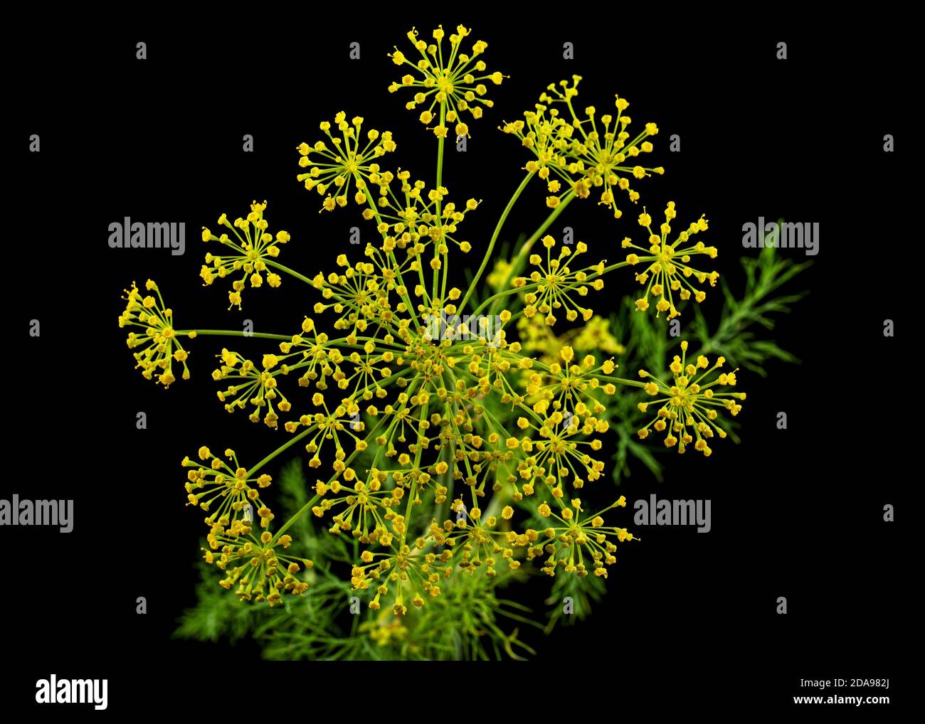 Ombrello fiore di Dill, utilizzato in cucina per aromatizzare, isolato su sfondo nero Foto Stock