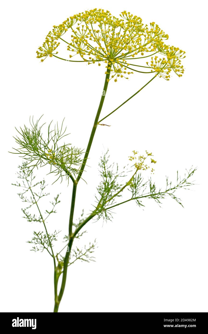 Ombrello fiore di Dill, utilizzato in cucina per aromatizzare, isolato su sfondo bianco Foto Stock
