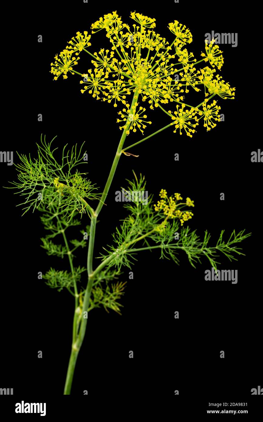 Ombrello fiore di Dill, utilizzato in cucina per aromatizzare, isolato su sfondo nero Foto Stock
