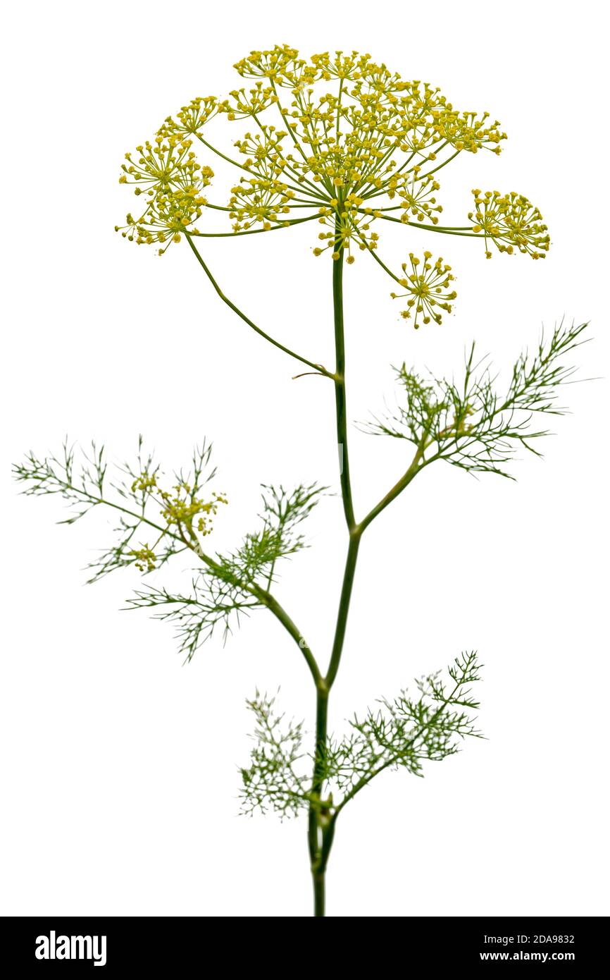 Ombrello fiore di Dill, utilizzato in cucina per aromatizzare, isolato su sfondo bianco Foto Stock