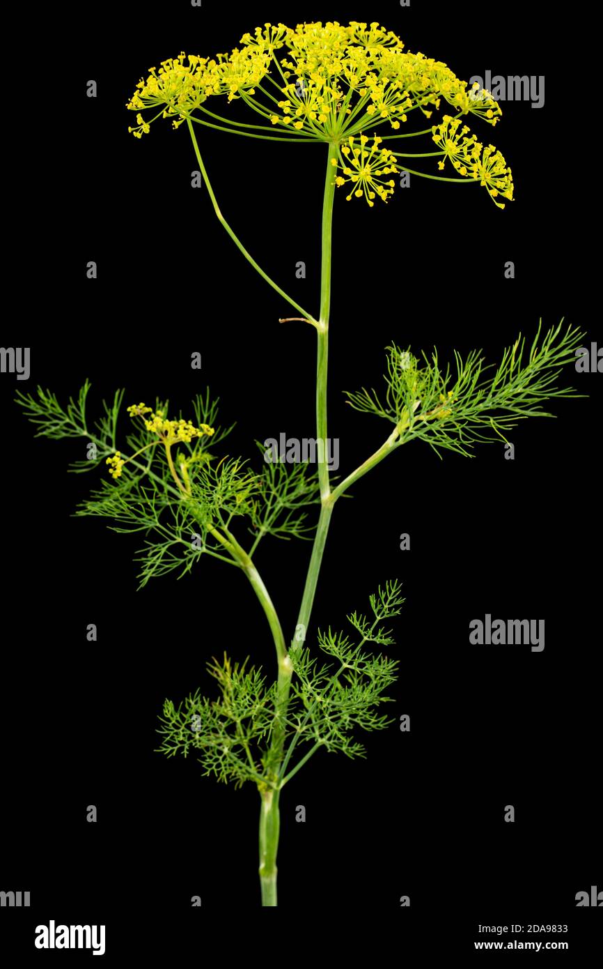 Ombrello fiore di Dill, utilizzato in cucina per aromatizzare, isolato su sfondo nero Foto Stock