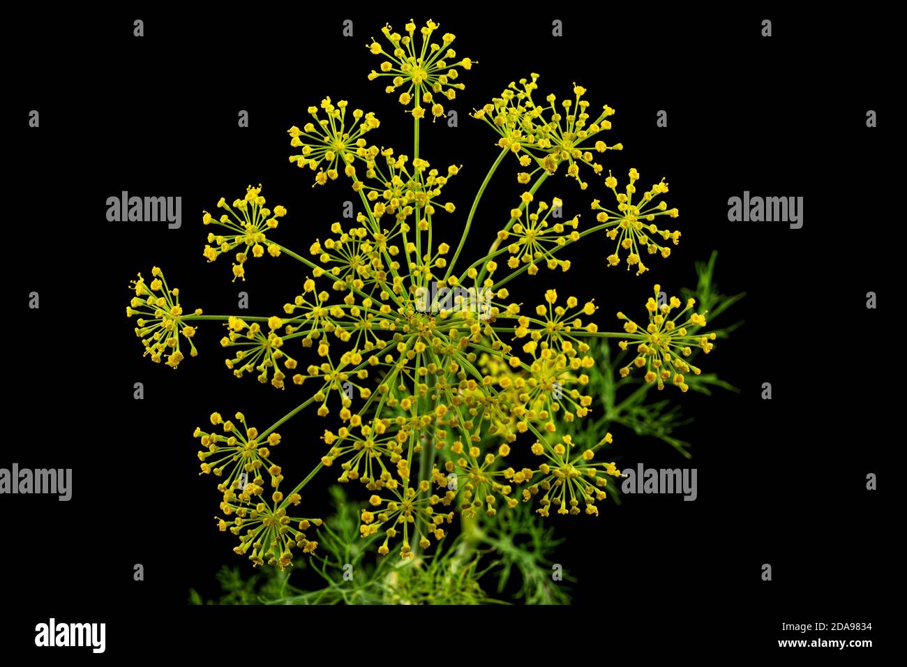 Ombrello fiore di Dill, utilizzato in cucina per aromatizzare, isolato su sfondo nero Foto Stock