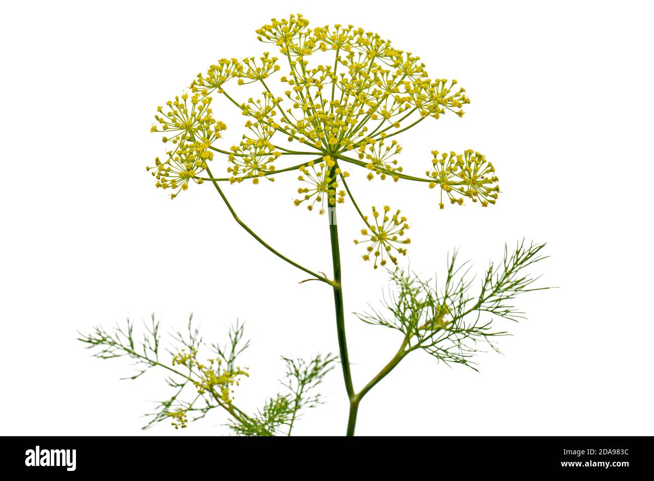 Ombrello fiore di Dill, utilizzato in cucina per aromatizzare, isolato su sfondo bianco Foto Stock