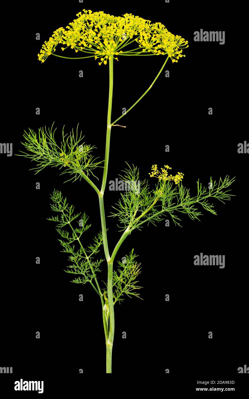 Ombrello fiore di Dill, utilizzato in cucina per aromatizzare, isolato su sfondo nero Foto Stock