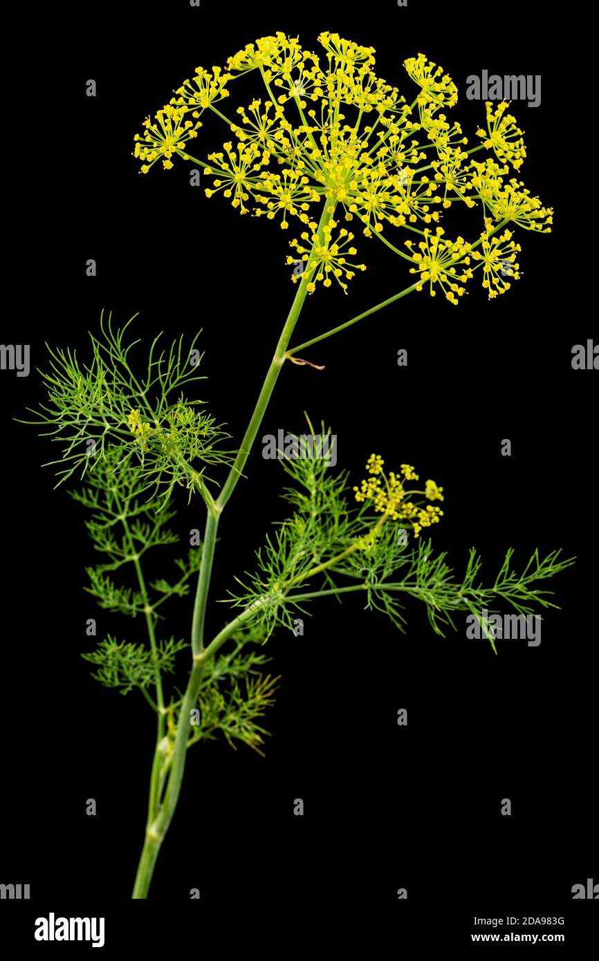 Ombrello fiore di Dill, utilizzato in cucina per aromatizzare, isolato su sfondo nero Foto Stock