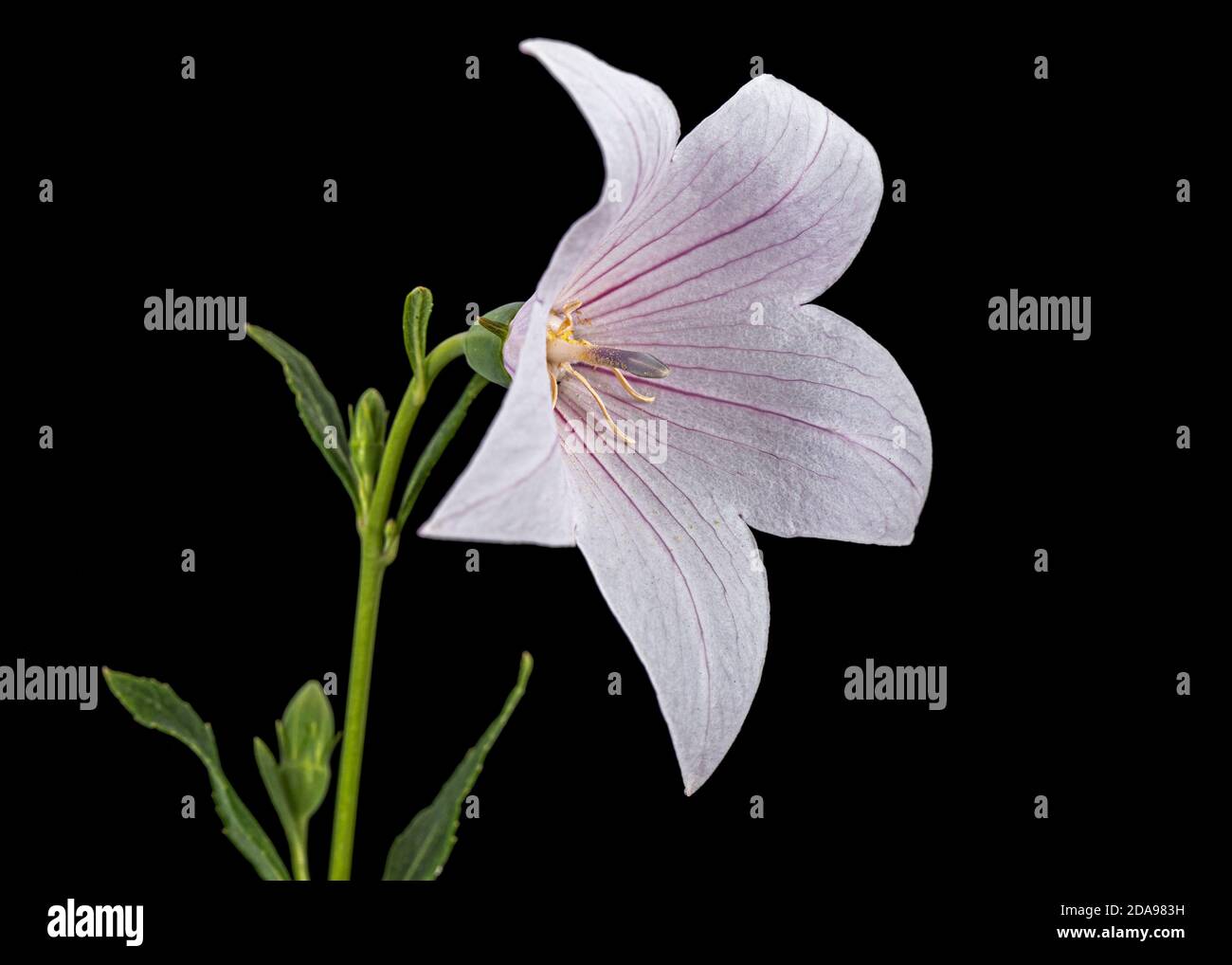 Fiore rosa di Platycodon grandiflorus o fiori di campana, isolato su sfondo nero Foto Stock