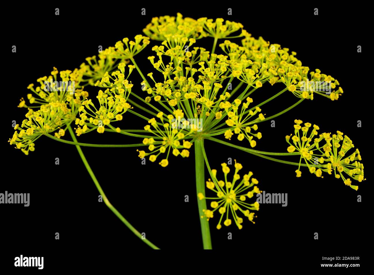 Ombrello fiore di Dill, utilizzato in cucina per aromatizzare, isolato su sfondo nero Foto Stock