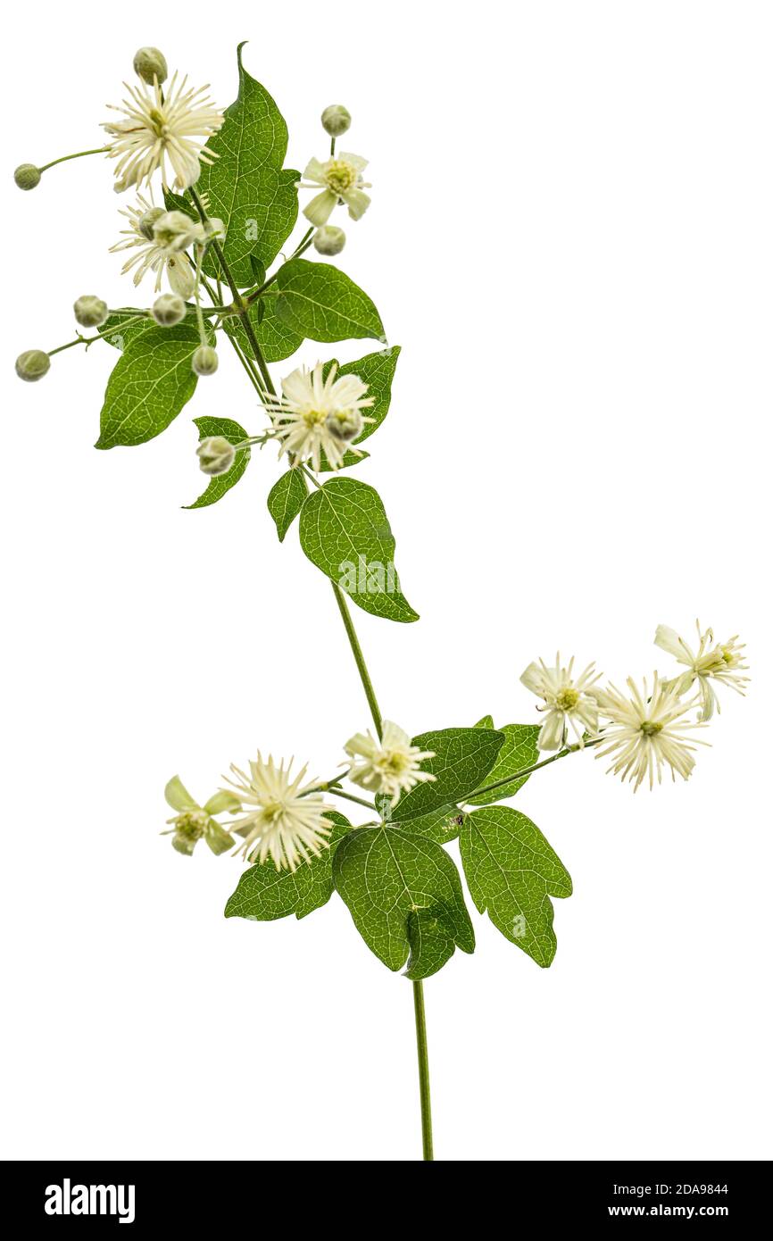 Fiori e foglie di Clematis , lat. Clematis vitalba L., isolati su sfondo bianco Foto Stock