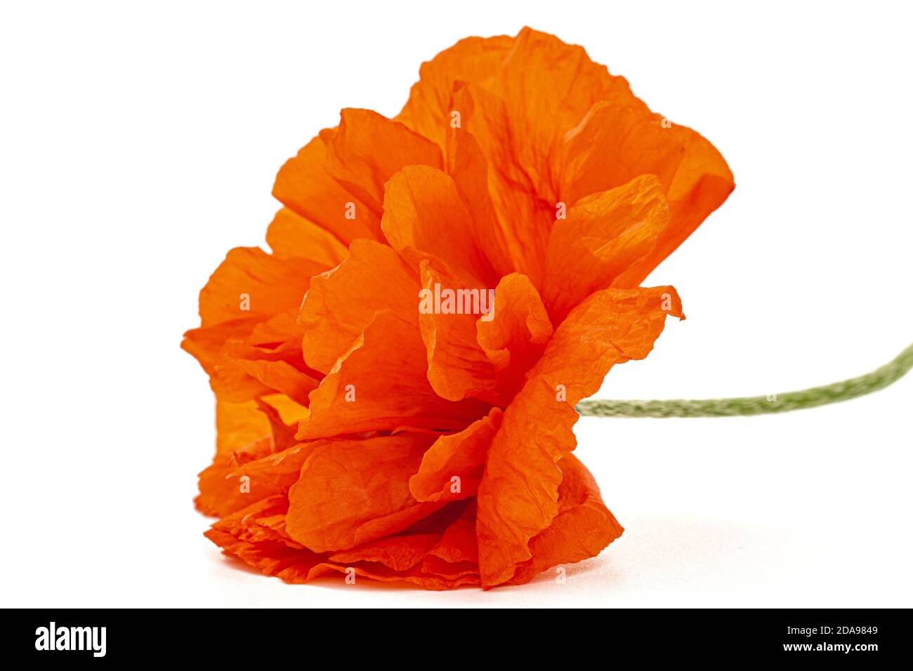 Fiore rosso di papavero, lat. Papaver, isolato su sfondo bianco Foto Stock