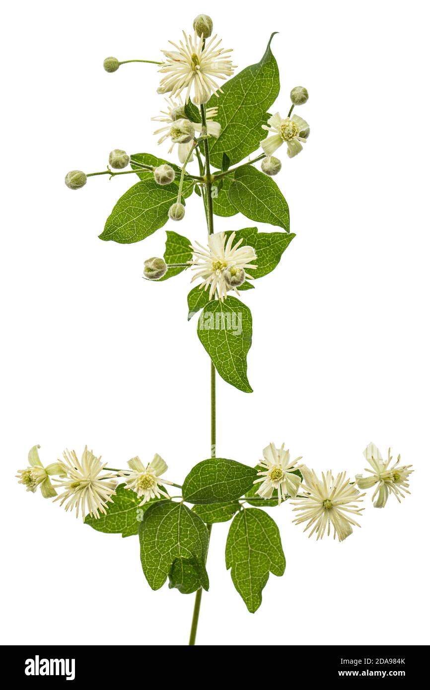Fiori e foglie di Clematis , lat. Clematis vitalba L., isolati su sfondo bianco Foto Stock
