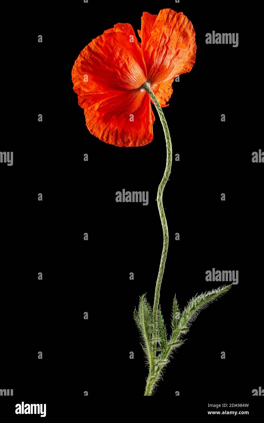 Fiore rosso di papavero, lat. Papaver, isolato su sfondo nero Foto Stock
