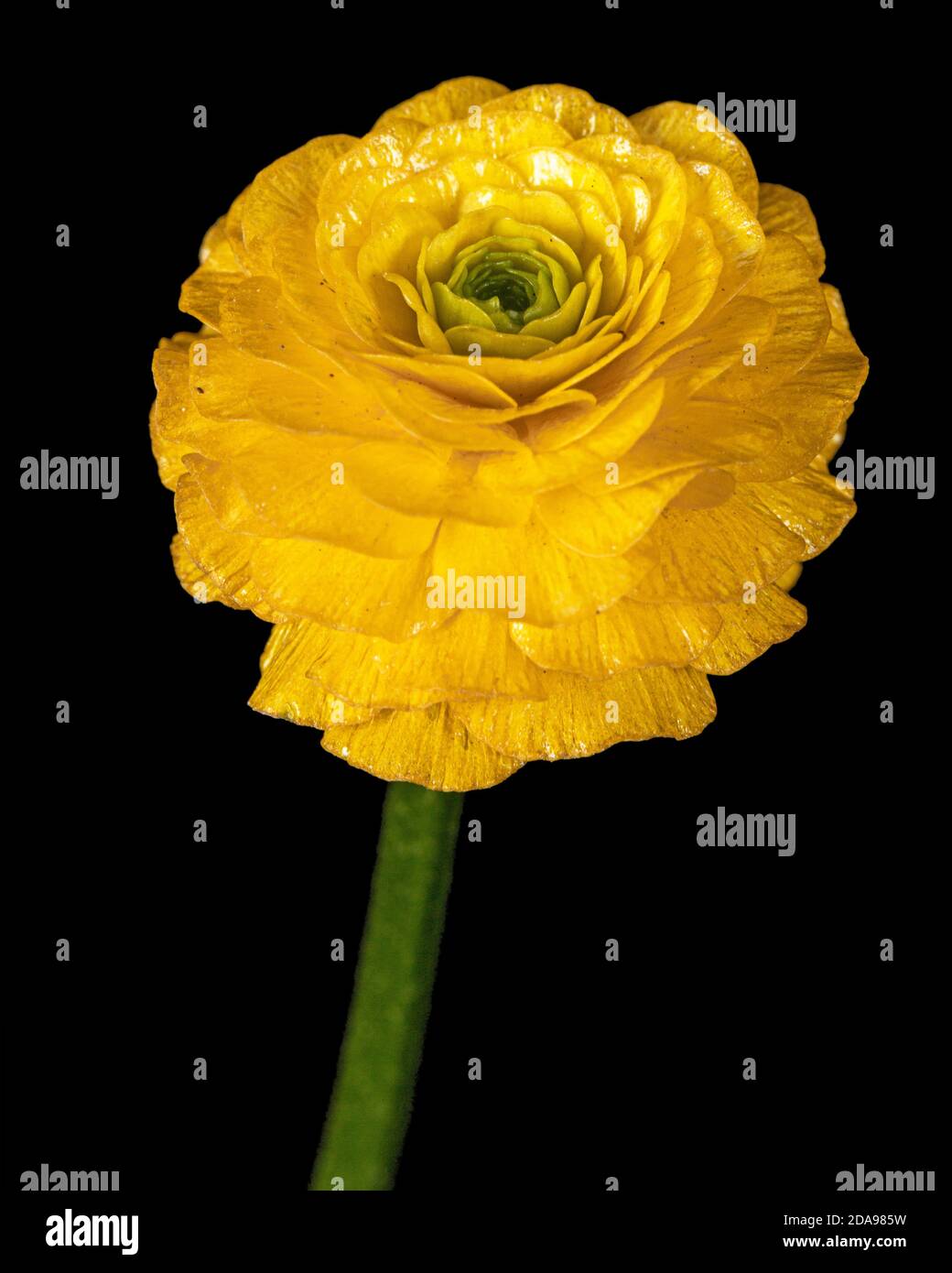 Fiore di buttercup, isolato su sfondo nero Foto Stock