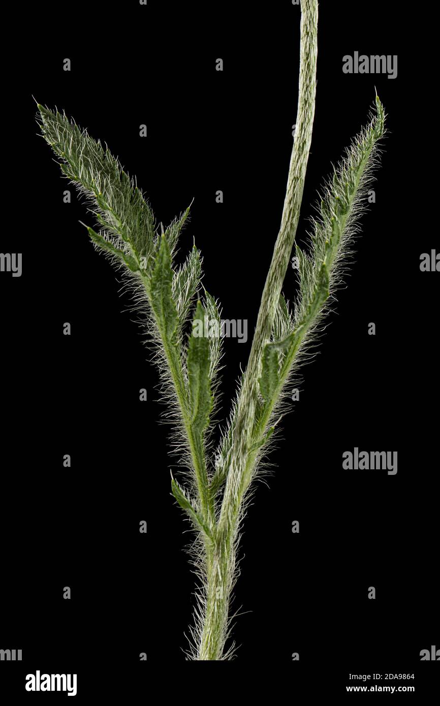 Foglia verde e gambo di papavero, lat. Papaver, isolato su sfondo nero Foto Stock