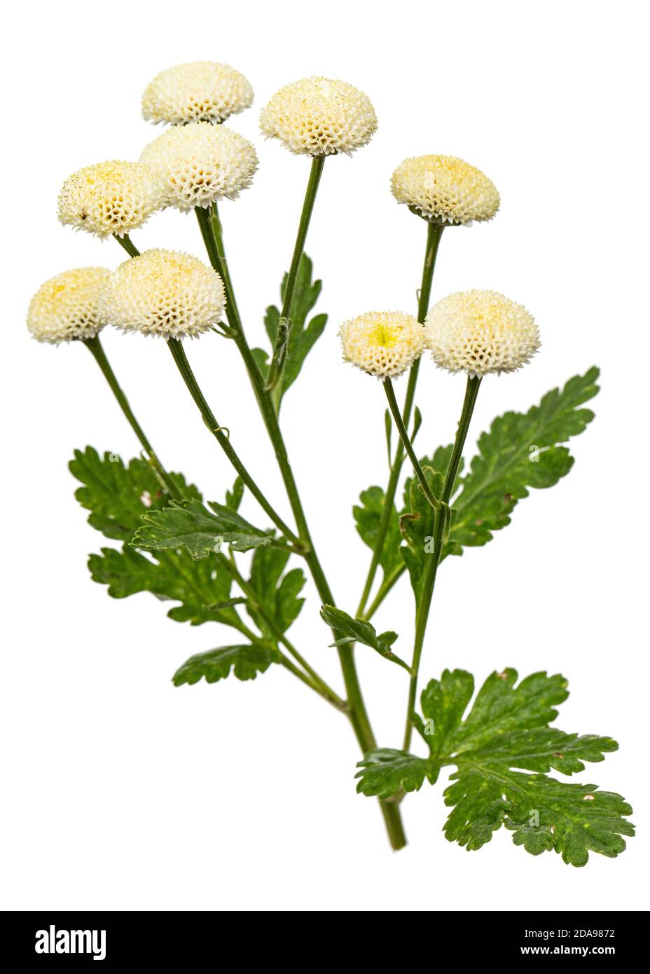 Fiori di crema di ofcrisantemo, isolati su sfondo bianco Foto Stock