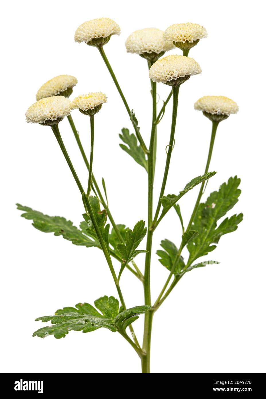 Fiori di crema di ofcrisantemo, isolati su sfondo bianco Foto Stock