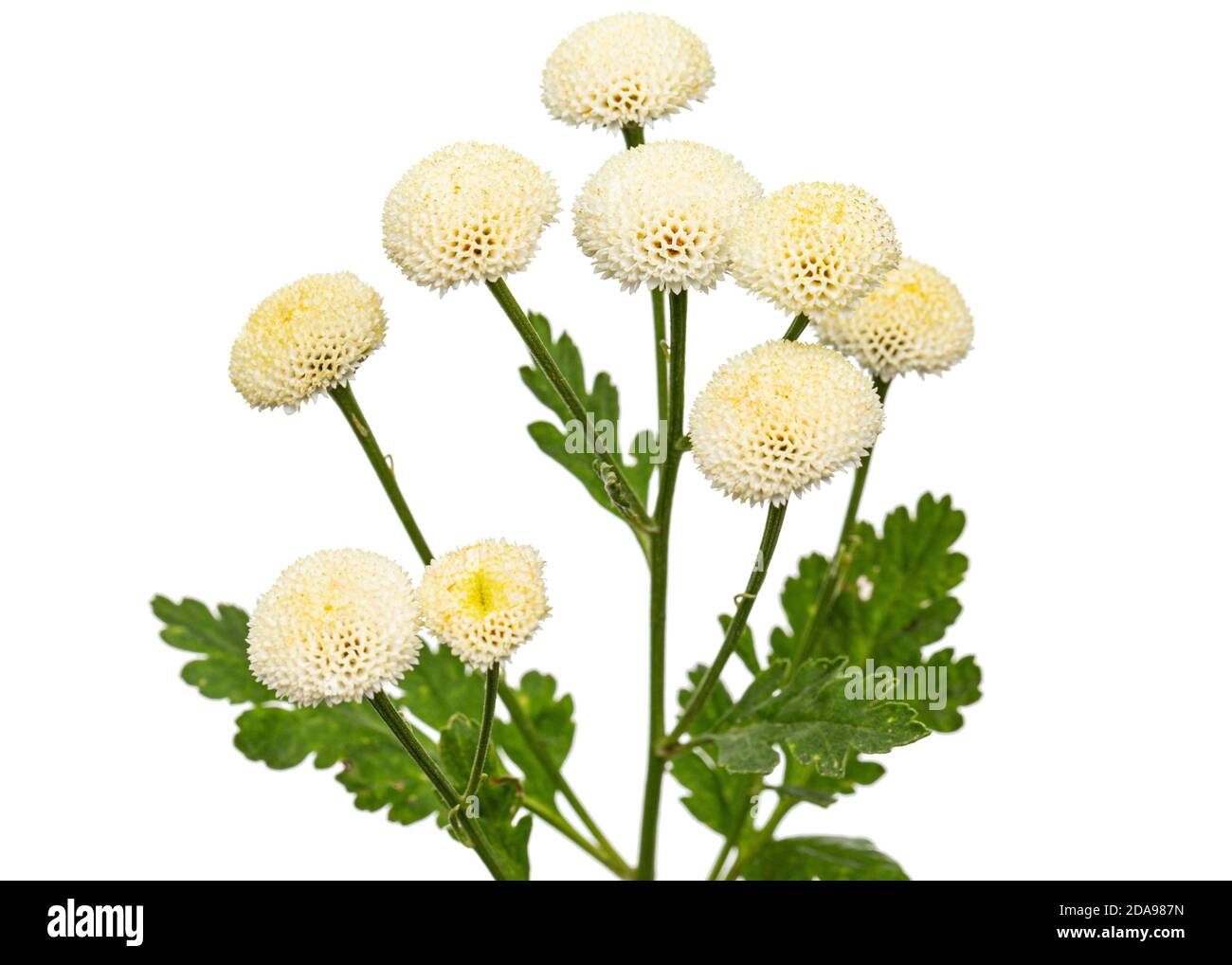 Fiori di crema di ofcrisantemo, isolati su sfondo bianco Foto Stock