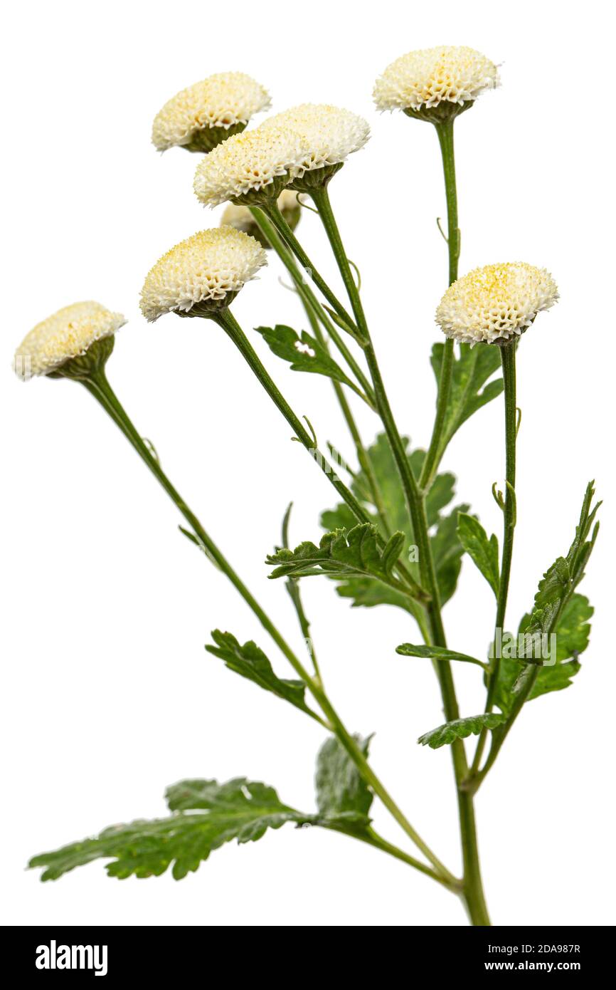 Fiori di crema di ofcrisantemo, isolati su sfondo bianco Foto Stock