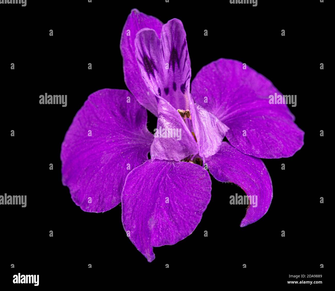 Fiore viola di delfinio selvaggio, larkspur fiore, isolato su sfondo nero Foto Stock