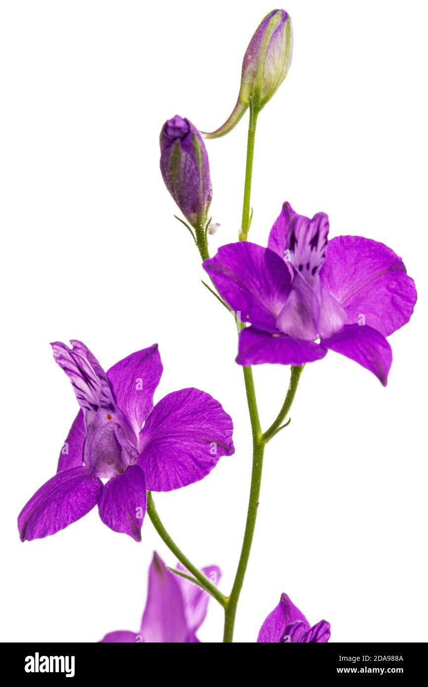 Fiore viola di delfinio selvatico, fiore larkspur, isolato su sfondo bianco Foto Stock