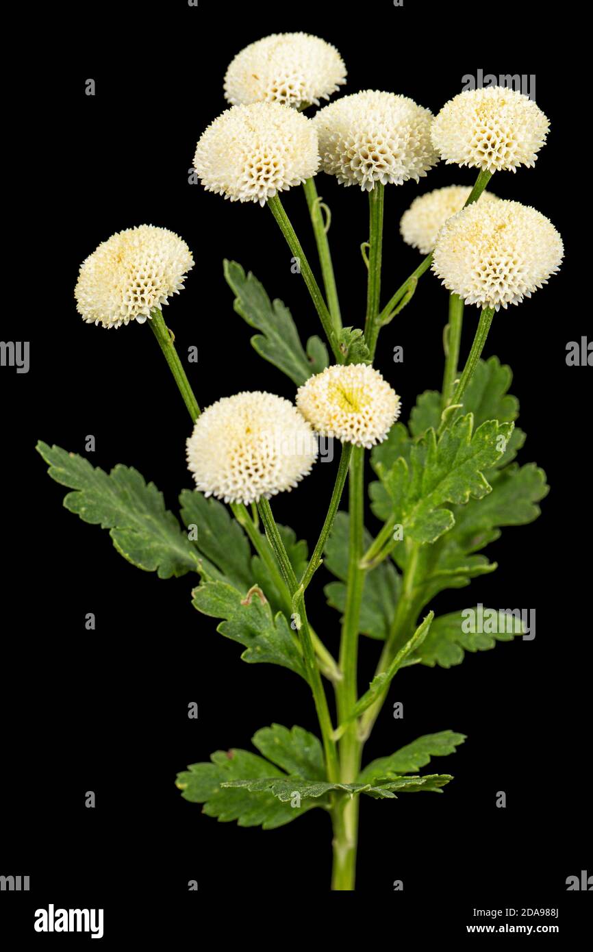 Fiori di crema di ofcrisantemo, isolati su sfondo nero Foto Stock